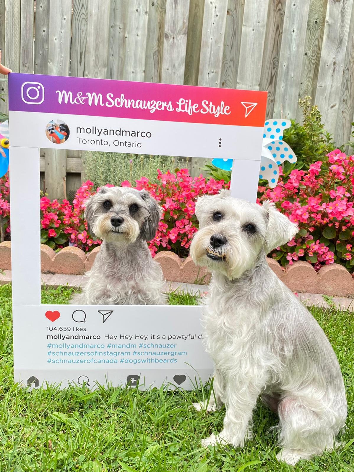 Custom Printed for Social Media Instagram /Facebook Selfie Frame Cutout, Marketing Photo Booth Prop in Foamcore material | Ship Flat Design